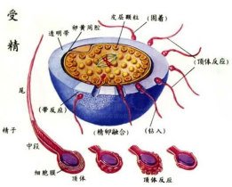 年龄太大不能生二胎可以做供卵试管婴儿吗？