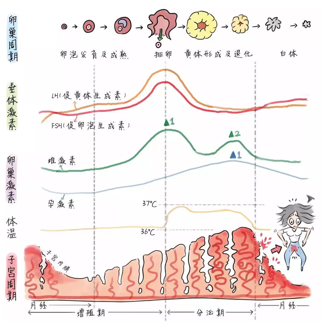 上海供卵试管婴儿2022年价格