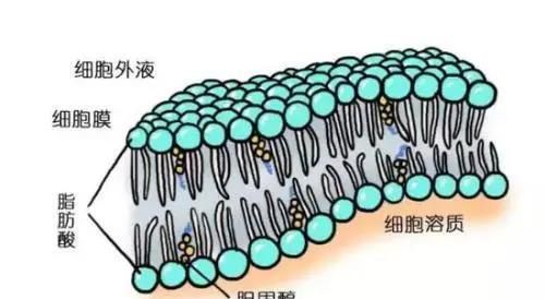 关于赠卵试管婴儿的7大谣言，你相信了多少？