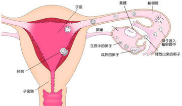 北京供卵代生试管自卵费用高与哪些因素有关？