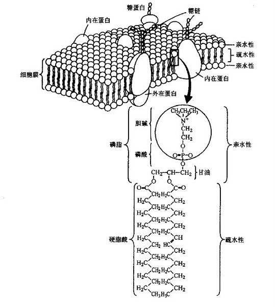 深圳借用卵子做借卵供卵代生机构_深圳借用卵子三期做借卵代生试管自卵_做借卵试管代怀机构真的会让女性早衰吗？