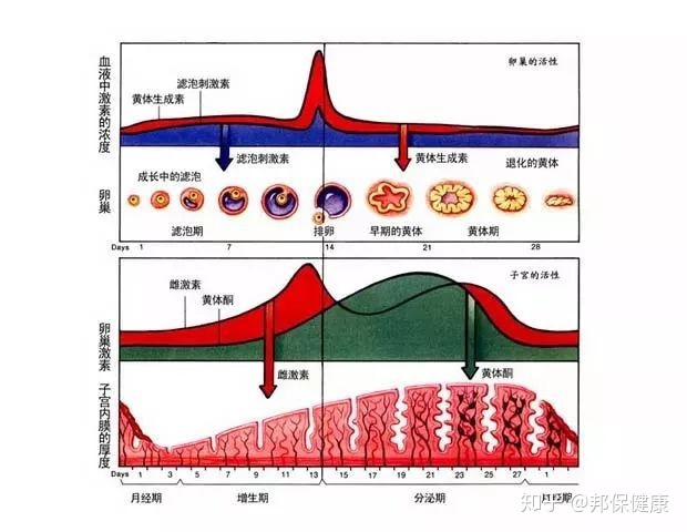 供卵做试管婴儿孩子为什么丑